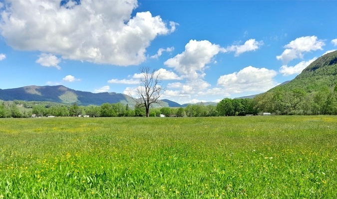 Maybe we are safe at last to declare that spring is in full bloom, since Powell Valley is bursting with color.  JEFF LESTER PHOTO